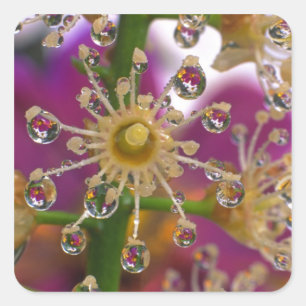USA, Oregon, Portland. Cosmos flowers reflect in Square Sticker
