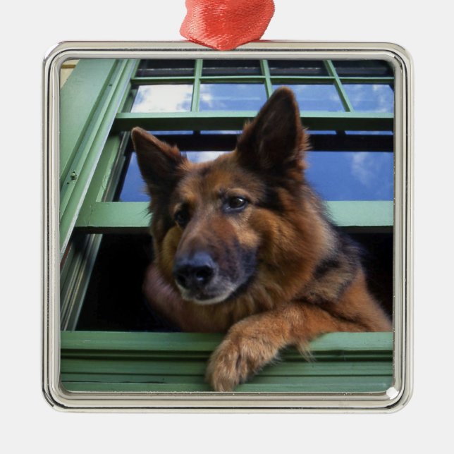 USA, Oregon, Portland. Griff the long-hair Metal Ornament (Front)
