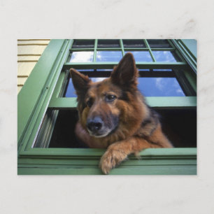 USA, Oregon, Portland. Griff the long-hair Postcard