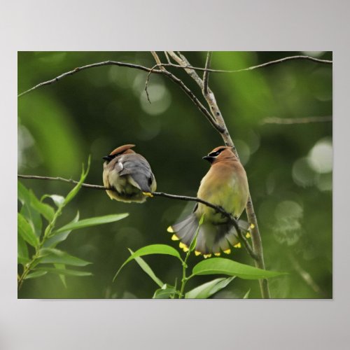 USA Oregon Portland Male cedar waxwing Poster