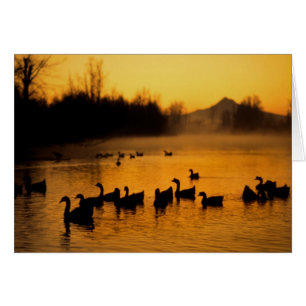 USA, Oregon, Portland. Waterfowl in Columbia