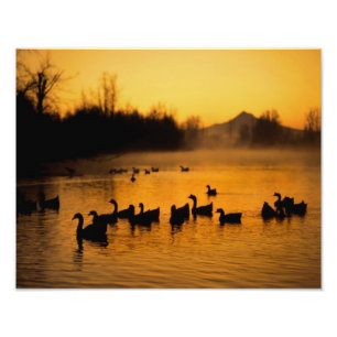 USA, Oregon, Portland. Waterfowl in Columbia Photo Print