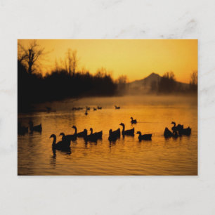 USA, Oregon, Portland. Waterfowl in Columbia Postcard