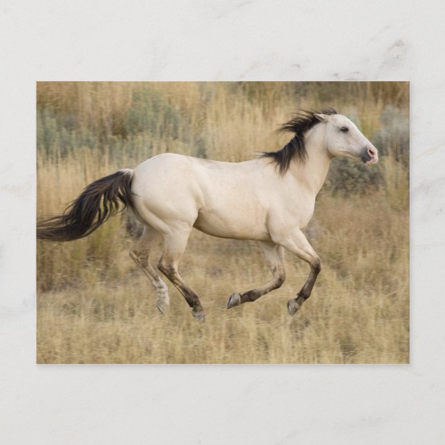 USA, Oregon, Seneca, Ponderosa Ranch. Horse Postcard (Front)