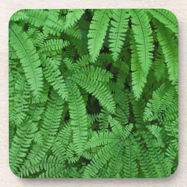 USA, Oregon, Silverton. Maidenhair Ferns Beverage Coaster (Front)