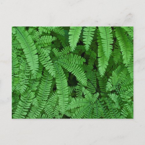 USA Oregon Silverton Maidenhair Ferns Postcard