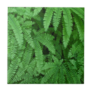 USA, Oregon, Silverton. Maidenhair Ferns Tile