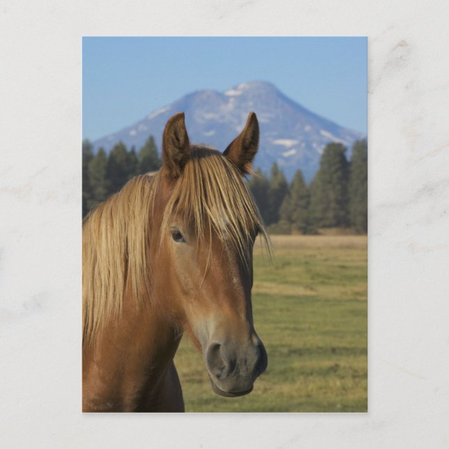 USA, Oregon, Sisters, view of Three Sisters, Postcard (Front)