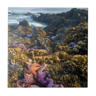 USA, Oregon. Starfish and sea stars Ceramic Tile