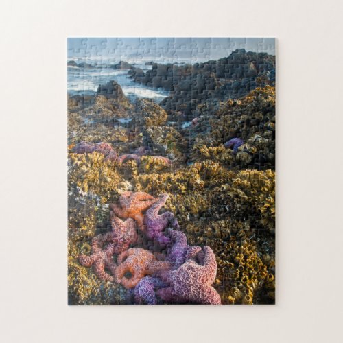 USA Oregon Starfish and sea stars Jigsaw Puzzle