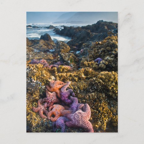 USA Oregon Starfish and sea stars Postcard