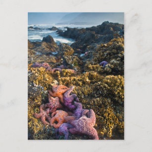 USA, Oregon. Starfish and sea stars Postcard