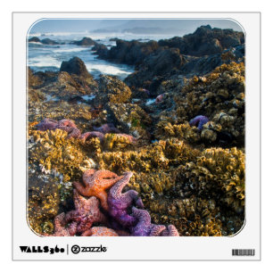 USA, Oregon. Starfish and sea stars Wall Decal