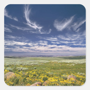 USA, Oregon, Steens Mountain. Spring burgeons Square Sticker