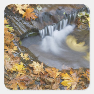 USA, Oregon, Sweet Creek. Fallen maple leaves Square Sticker