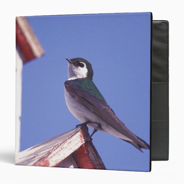 USA, Oregon. Violet-Green Swallow Tachycineta Binder (Front/Inside)