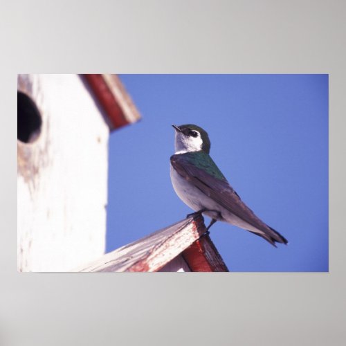 USA Oregon Violet_Green Swallow Tachycineta Poster