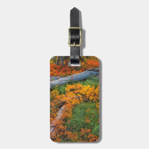 USA, Oregon, Willamette National Forest Luggage Tag