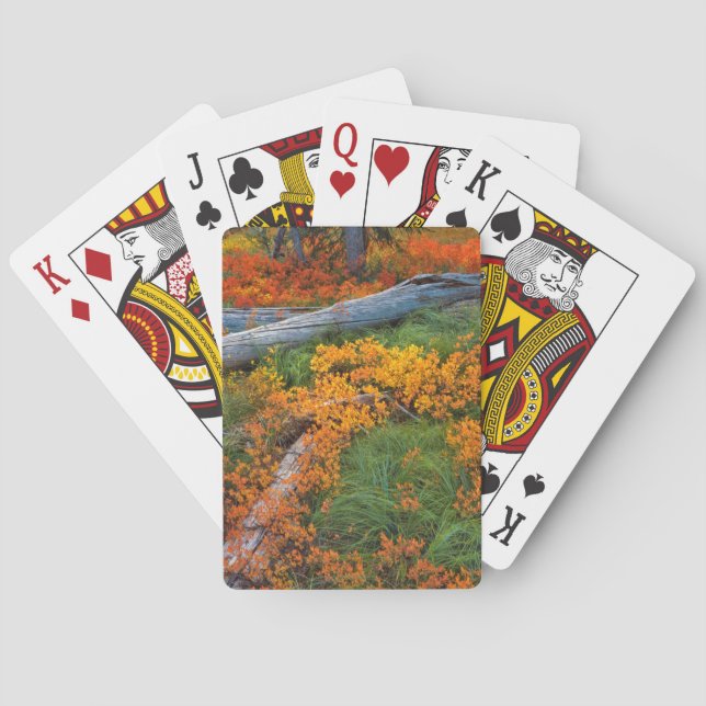 USA, Oregon, Willamette National Forest Poker Cards (Back)