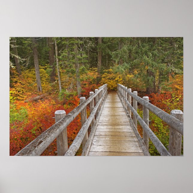 USA, Oregon, Willamette National Forest. Poster (Front)