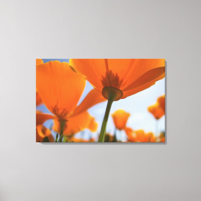 USA, Oregon, Willamette Valley, Close UP of 2 Canvas Print (Front)