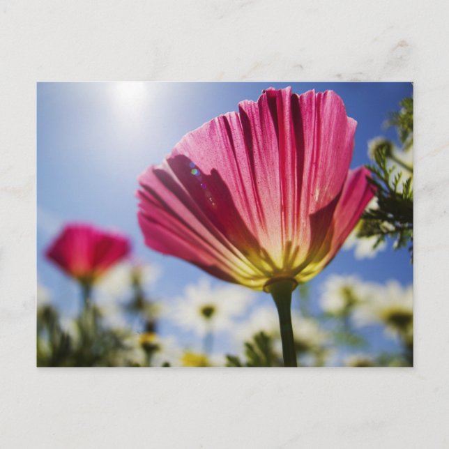 USA, Oregon, Willamette Valley, Close UP of Postcard (Front)