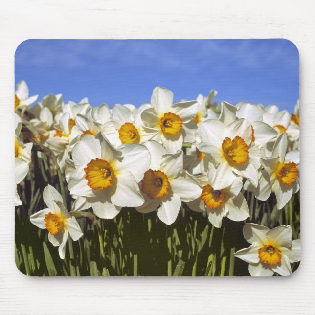 USA, Oregon, Willamette Valley. Daffodils grow Mouse Pad (Front)
