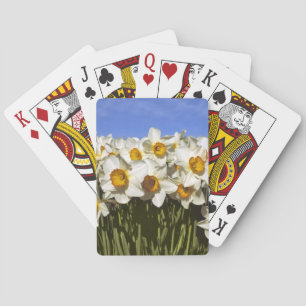 USA, Oregon, Willamette Valley. Daffodils grow Poker Cards