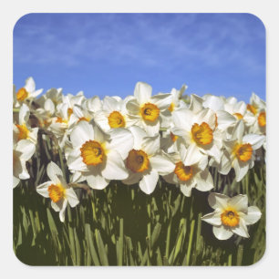 USA, Oregon, Willamette Valley. Daffodils grow Square Sticker