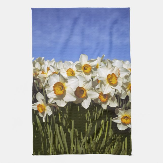 USA, Oregon, Willamette Valley. Daffodils grow Towel (Vertical)