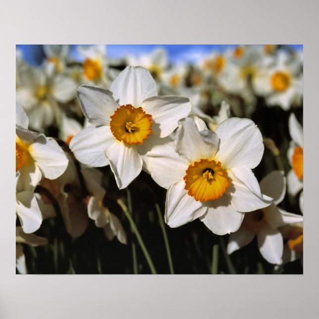 USA, Oregon, Willamette Valley. Daffodils Poster (Front)