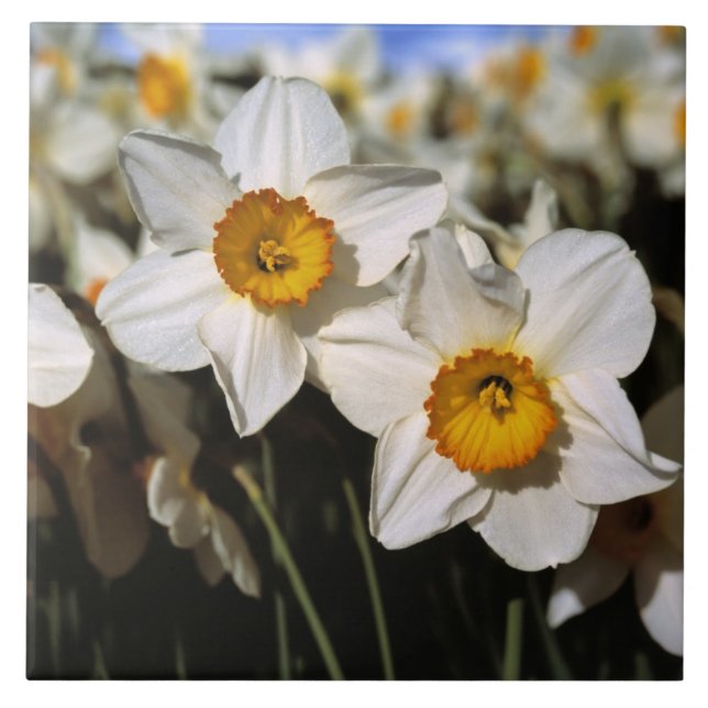 USA, Oregon, Willamette Valley. Daffodils Tile (Front)