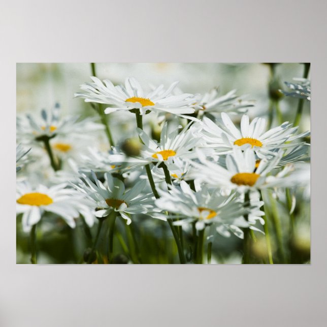 USA, Oregon, Willamette Valley, Selective Poster (Front)