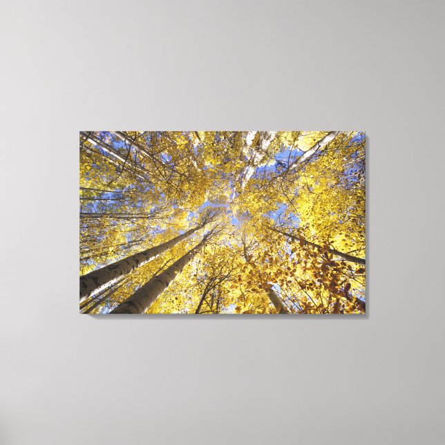 USA, Pacific Northwest. Aspen trees in autumn Canvas Print (Front)