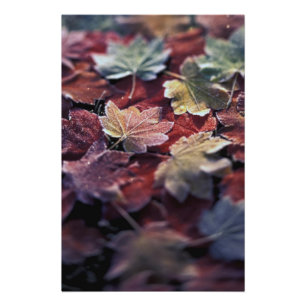 USA, Pacific Northwest. Japanese maple leaves Photo Print