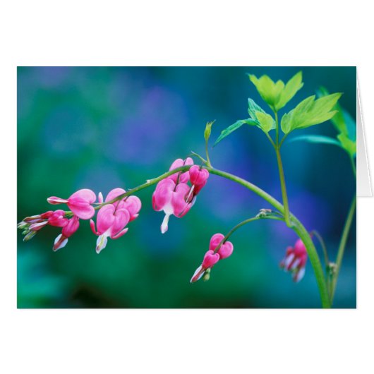 USA, Pennsylvania. Bleeding heart flowers (Front Horizontal)