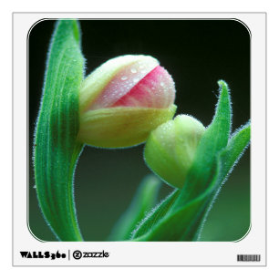 USA, Pennsylvania. Close-up of flower bud Wall Sticker