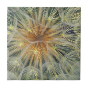 USA, Pennsylvania. Dandelion seedhead close-up Ceramic Tile