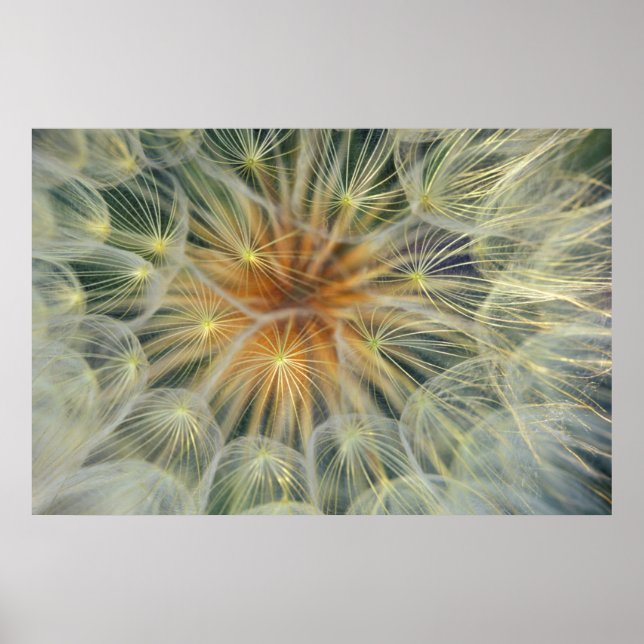 USA, Pennsylvania. Dandelion seedhead close-up Poster (Front)
