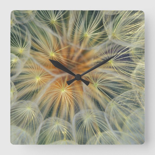 USA, Pennsylvania. Dandelion seedhead close-up Square Wall Clock (Front)