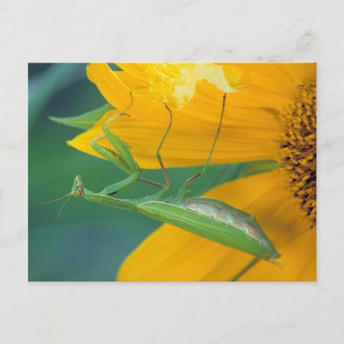 USA Pennsylvania Female praying mantis Postcard