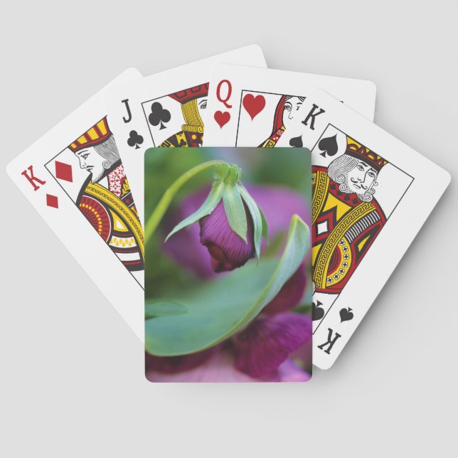 USA, Pennsylvania. Flower bud opening in spring Poker Cards (Back)