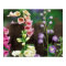 USA, Pennsylvania. Foxglove and delphinium