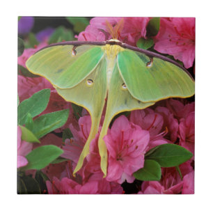 USA, Pennsylvania. Luna moth on pink clematis Ceramic Tile