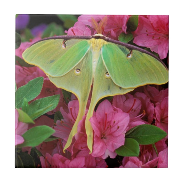 USA, Pennsylvania. Luna moth on pink clematis Ceramic Tile (Front)