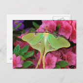 USA, Pennsylvania. Luna moth on pink clematis Postcard (Front/Back)