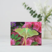 USA, Pennsylvania. Luna moth on pink clematis Postcard (Standing Front)