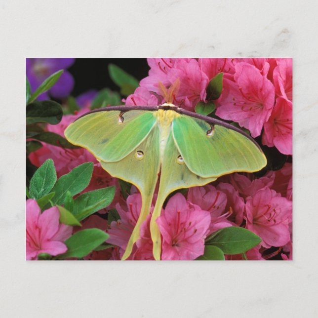 USA, Pennsylvania. Luna moth on pink clematis Postcard (Front)