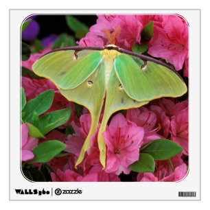 USA, Pennsylvania. Luna moth on pink clematis Wall Sticker