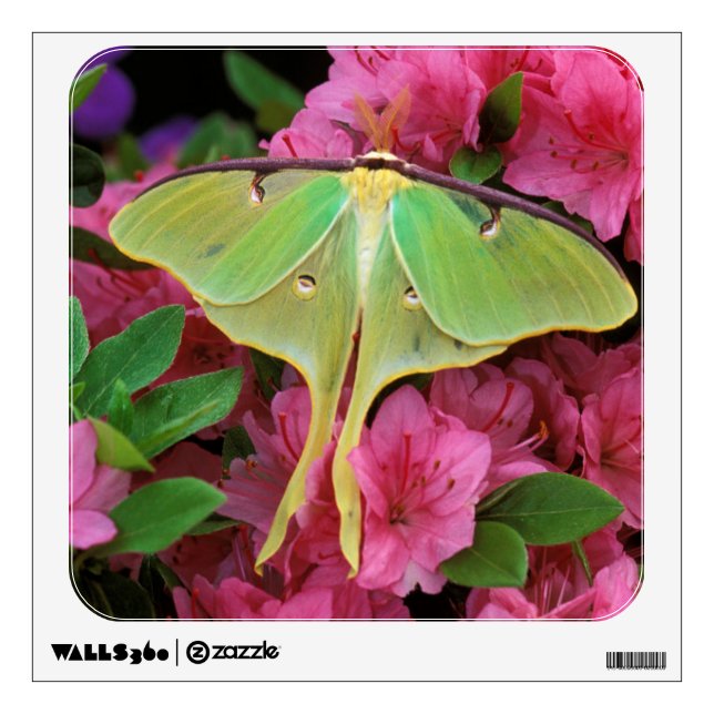 USA, Pennsylvania. Luna moth on pink clematis Wall Sticker (Front)